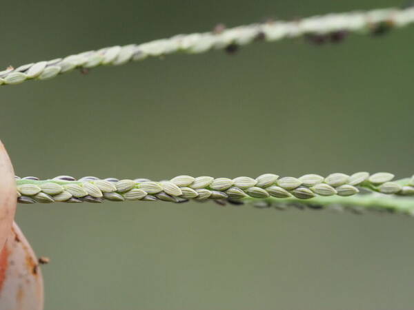 Digitaria violascens Spikelets