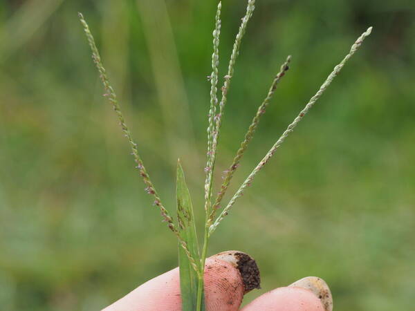 Digitaria violascens Inflorescence