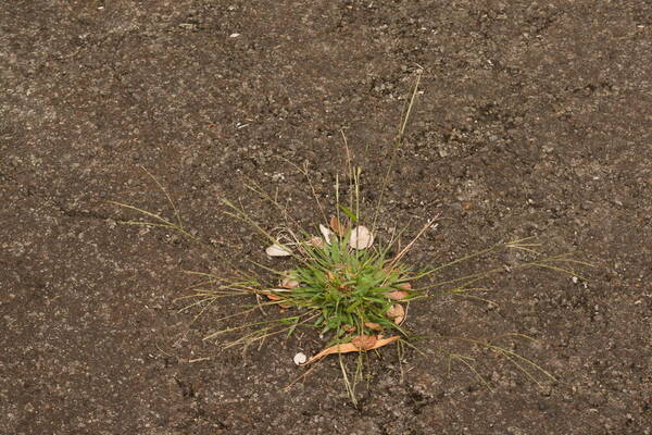 Digitaria violascens Plant