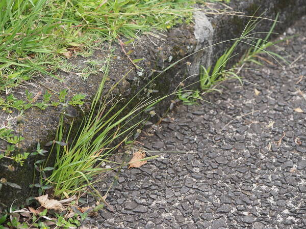 Digitaria violascens Plant