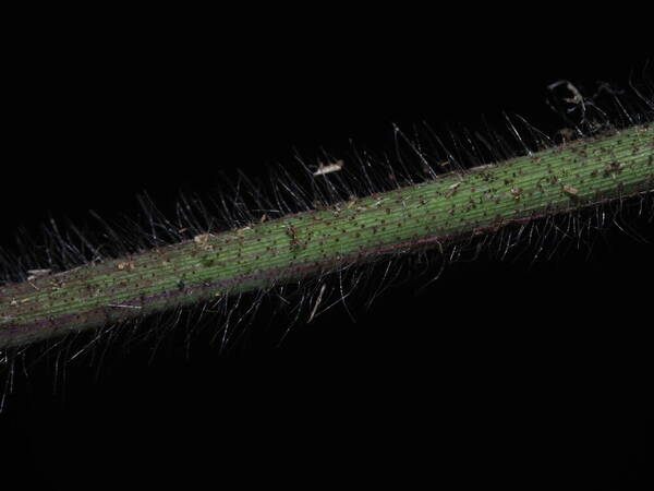 Dinebra panicea subsp. brachiata Collar