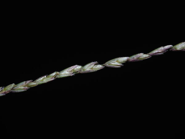 Dinebra panicea subsp. brachiata Spikelets