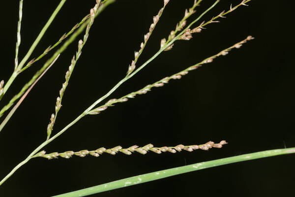 Dinebra panicea subsp. brachiata Spikelets