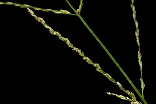 Dinebra panicea subsp. brachiata Spikelets