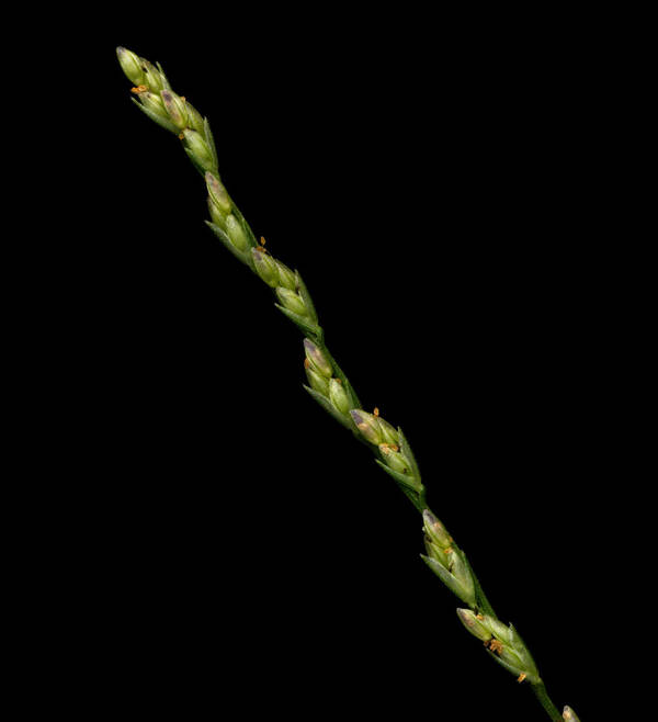 Dinebra panicea subsp. brachiata Spikelets