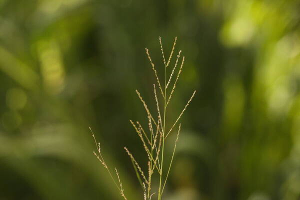 Dinebra panicea subsp. brachiata Inflorescence