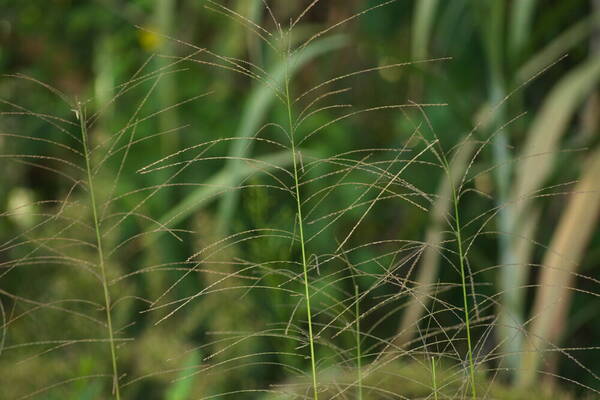 Dinebra panicea subsp. brachiata Inflorescence