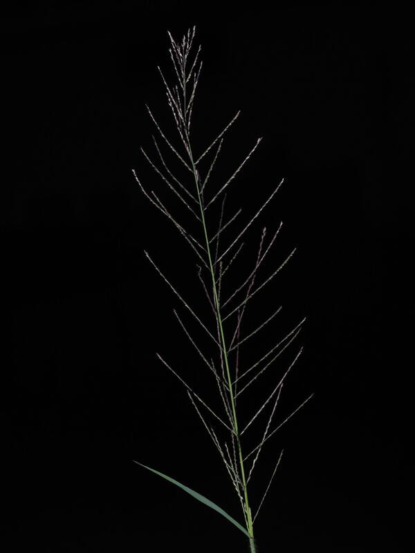 Dinebra panicea subsp. brachiata Inflorescence