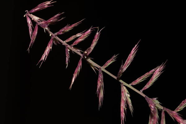 Dinebra retroflexa var. retroflexa Spikelets