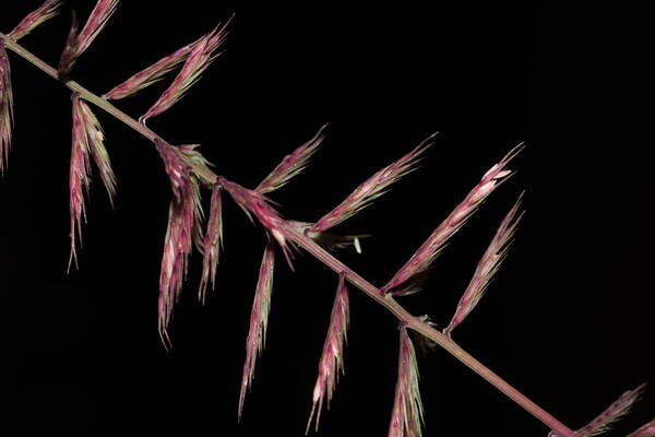 Dinebra retroflexa var. retroflexa Spikelets