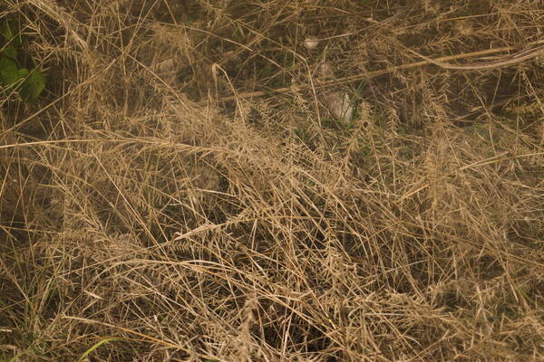 Dinebra retroflexa var. retroflexa Habit