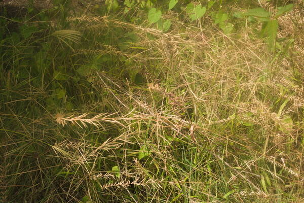 Dinebra retroflexa var. retroflexa Habit