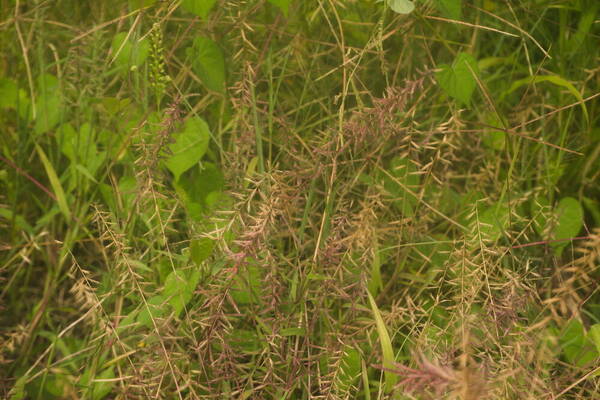 Dinebra retroflexa var. retroflexa Habit