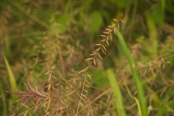 Dinebra retroflexa var. retroflexa Habit