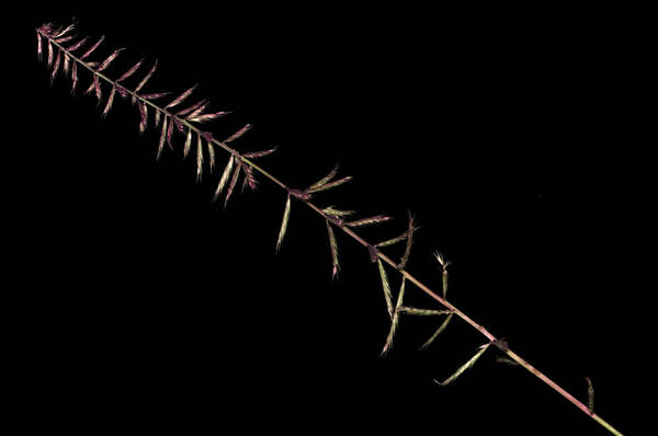 Dinebra retroflexa var. retroflexa Inflorescence