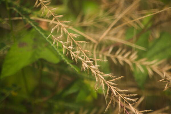 Dinebra retroflexa var. retroflexa Inflorescence