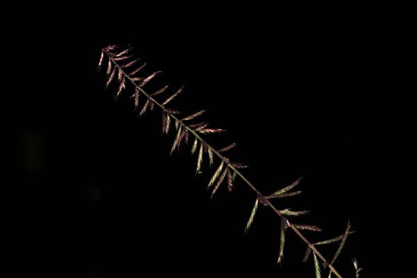 Dinebra retroflexa var. retroflexa Inflorescence