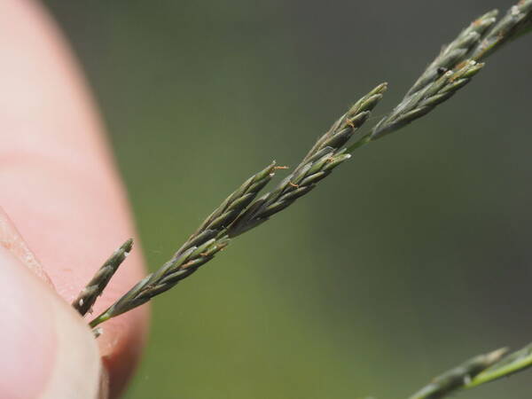 Diplachne fusca subsp. uninervia Spikelets