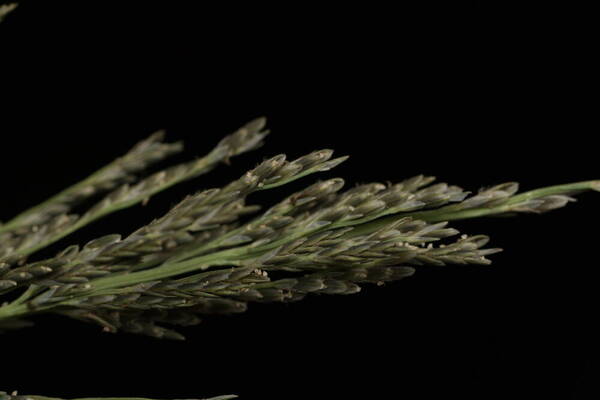 Diplachne fusca subsp. uninervia Spikelets