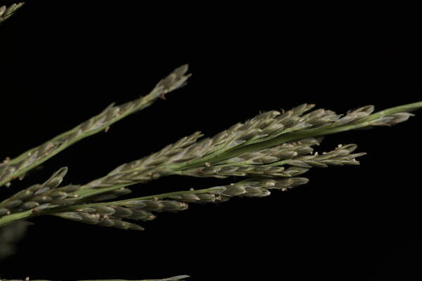 Diplachne fusca subsp. uninervia Spikelets