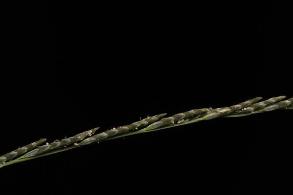 Diplachne fusca subsp. uninervia Spikelets