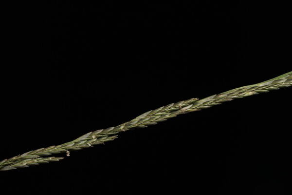 Diplachne fusca subsp. uninervia Spikelets