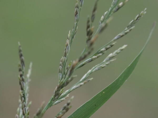 Diplachne fusca subsp. uninervia Spikelets