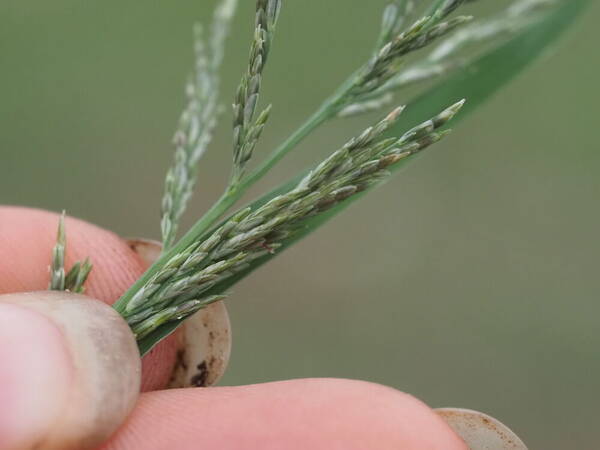 Diplachne fusca subsp. uninervia Spikelets