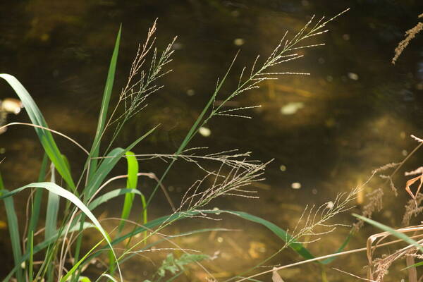 Diplachne fusca subsp. uninervia Habit