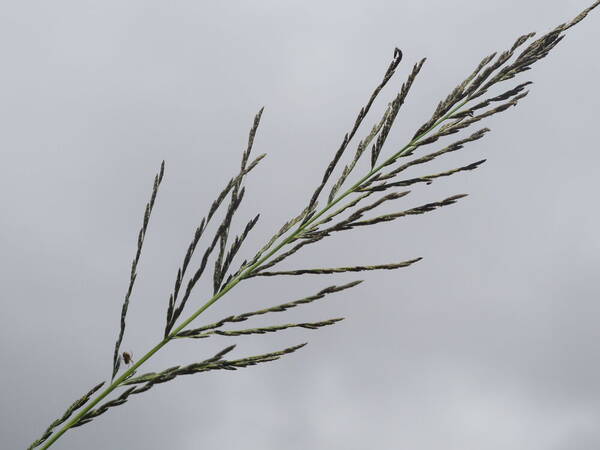 Diplachne fusca subsp. uninervia Inflorescence