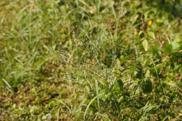 Diplachne fusca subsp. uninervia Inflorescence