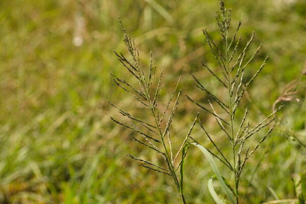 Diplachne fusca subsp. uninervia Inflorescence