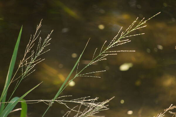 Diplachne fusca subsp. uninervia Inflorescence