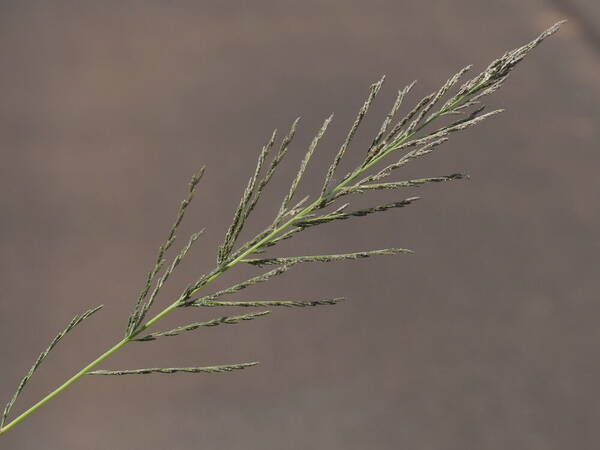 Diplachne fusca subsp. uninervia Inflorescence