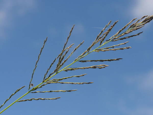 Diplachne fusca subsp. uninervia Inflorescence