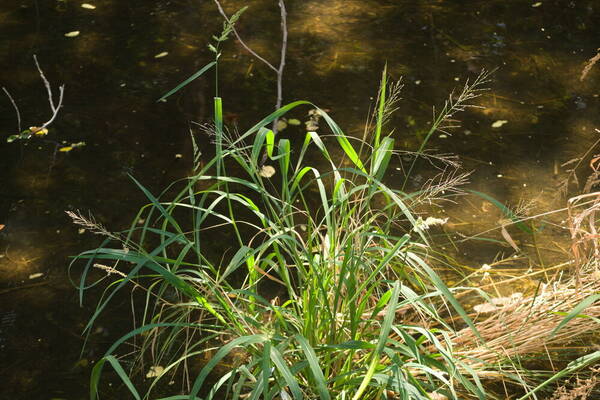 Diplachne fusca subsp. uninervia Plant