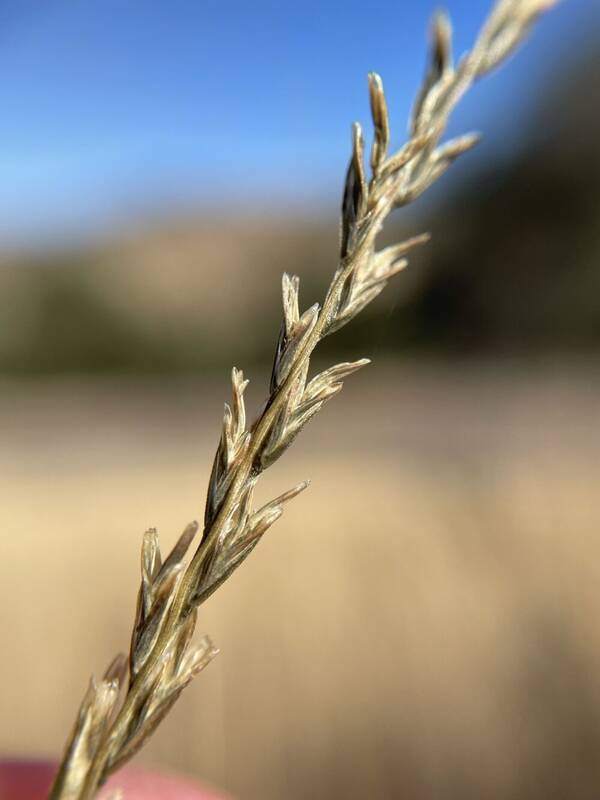 Disakisperma dubium Spikelets