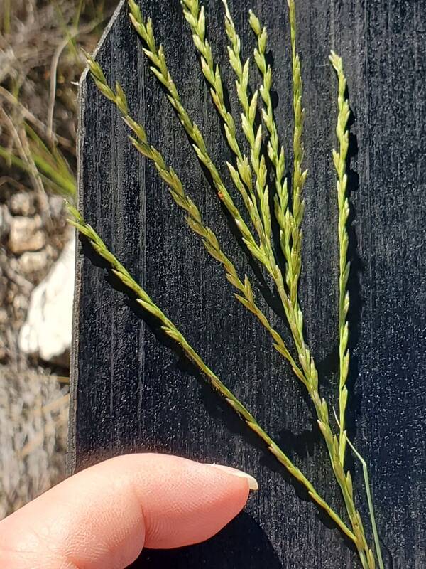 Disakisperma dubium Inflorescence