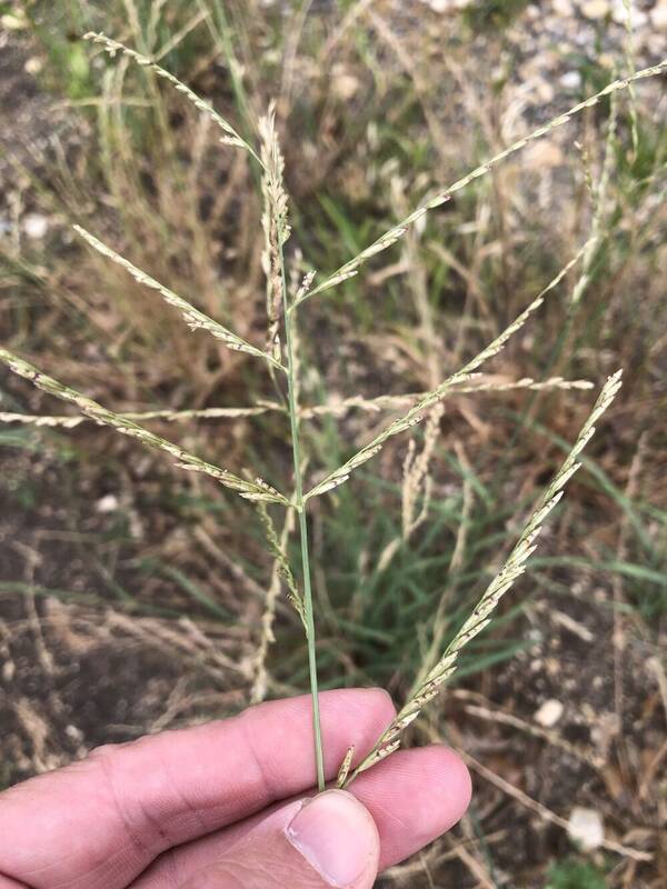 Disakisperma dubium Inflorescence