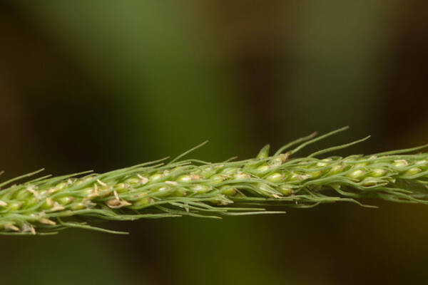 Dissochondrus biflorus Spikelets