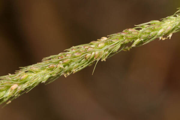 Dissochondrus biflorus Spikelets