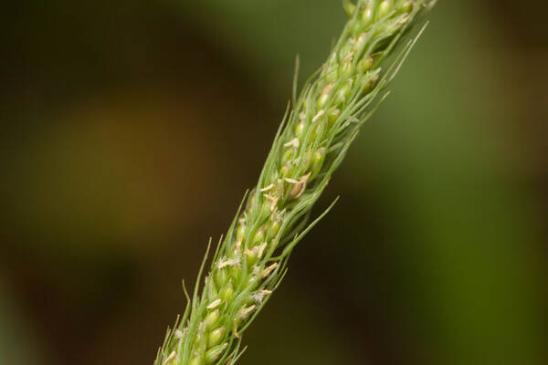 Dissochondrus biflorus Spikelets