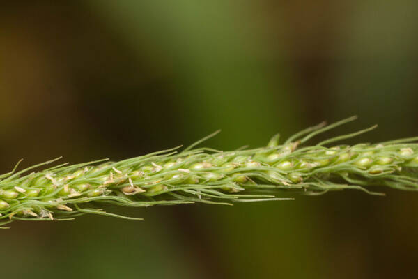 Dissochondrus biflorus Spikelets