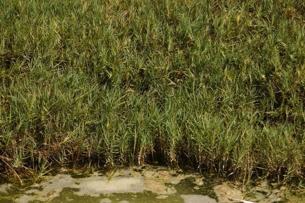 Distichlis spicata Habit