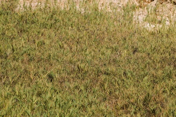 Distichlis spicata Habit