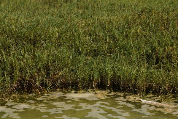 Distichlis spicata Habit