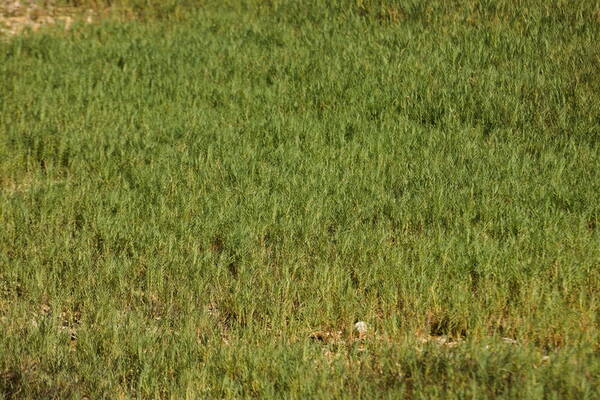 Distichlis spicata Habit