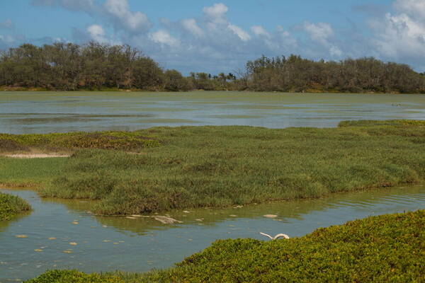 Distichlis spicata Landscape