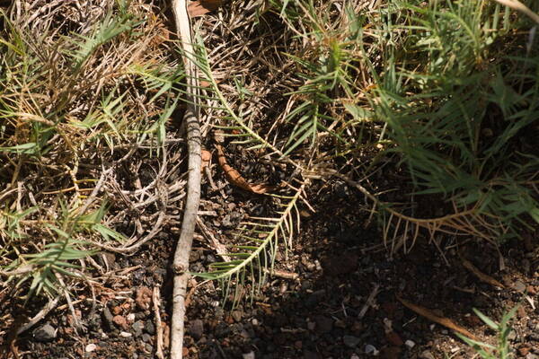 Distichlis spicata Plant