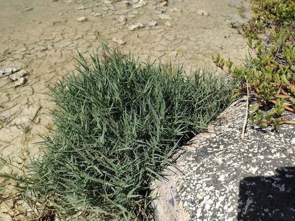 Distichlis spicata Plant